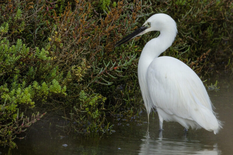 Aigrette garzette